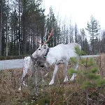 Rukatupa *